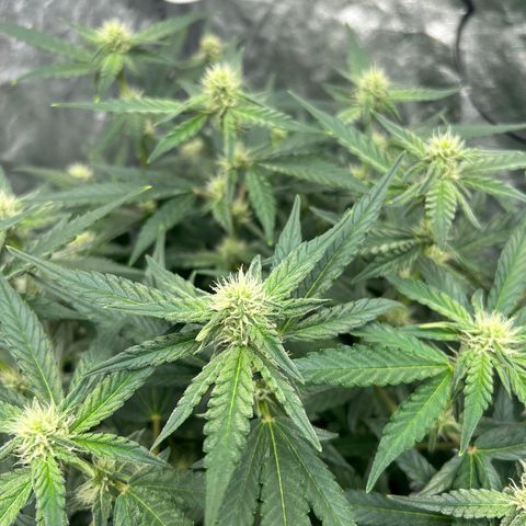 reesgrowlab F1 Orion Royal queen seeds growlog timeline photo