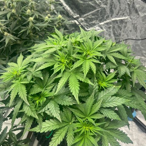 reesgrowlab Royal Bluematic Royal queen seeds growlog timeline photo
