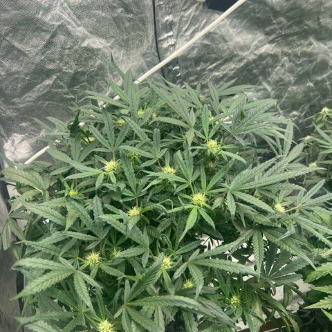 reesgrowlab HulkBerry Automatic Royal queen seeds growlog timeline photo