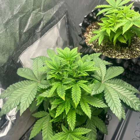 reesgrowlab Tarte Tatin Greenhouse growlog timeline photo