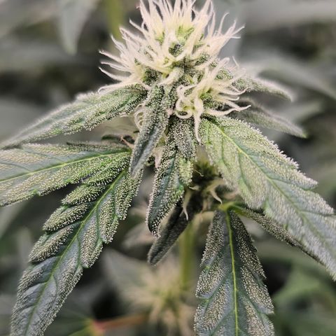 reesgrowlab HulkBerry Automatic Royal queen seeds growlog timeline photo