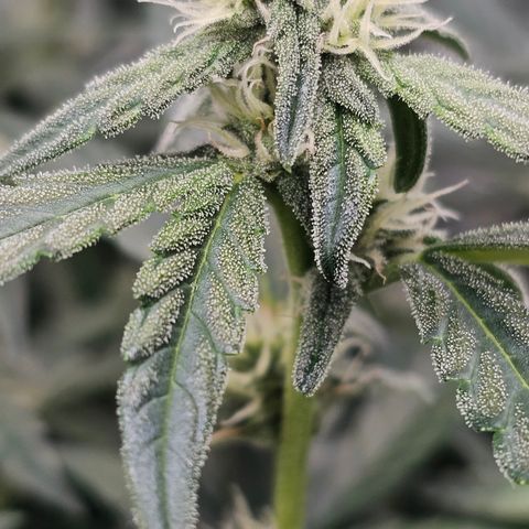 reesgrowlab F1 Orion Royal queen seeds growlog timeline photo