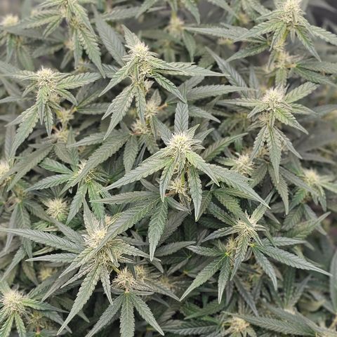 reesgrowlab F1 Orion Royal queen seeds growlog timeline photo