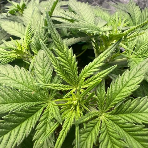 reesgrowlab Royal Bluematic Royal queen seeds growlog timeline photo