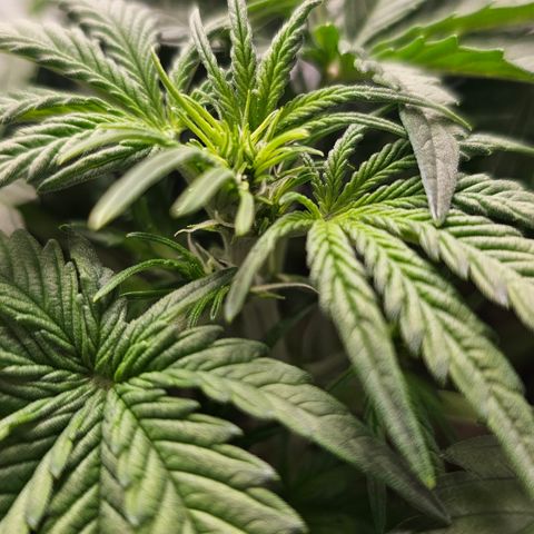 reesgrowlab Royal Bluematic Royal queen seeds growlog timeline photo