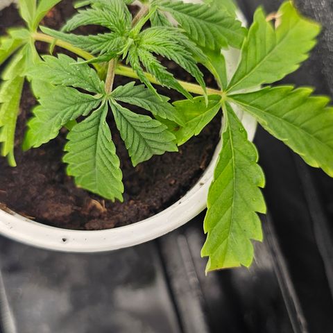 reesgrowlab Clone 1 Girl scout cookies growlog timeline photo
