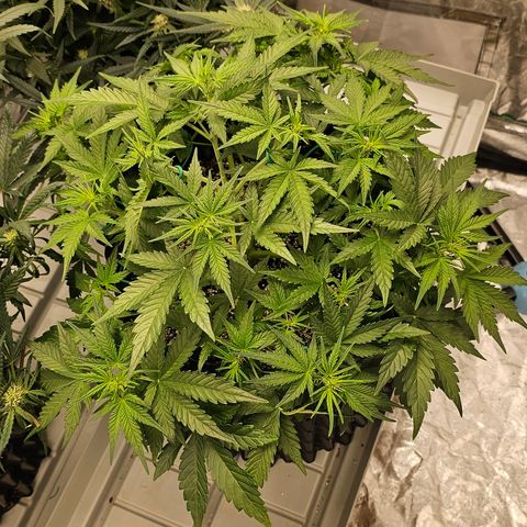 reesgrowlab HulkBerry Automatic Royal queen seeds growlog timeline photo