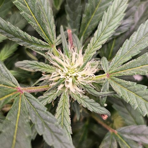 reesgrowlab Royal Bluematic Royal queen seeds growlog timeline photo