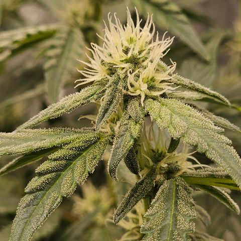 reesgrowlab F1 Orion Royal queen seeds growlog timeline photo