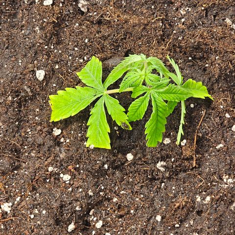reesgrowlab Clone 1 Girl scout cookies growlog timeline photo