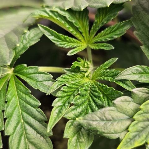 reesgrowlab Tarte Tatin Greenhouse growlog timeline photo