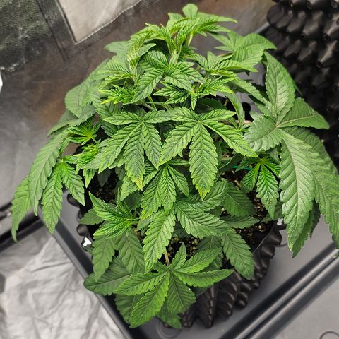 reesgrowlab Tarte Tatin Greenhouse growlog timeline photo