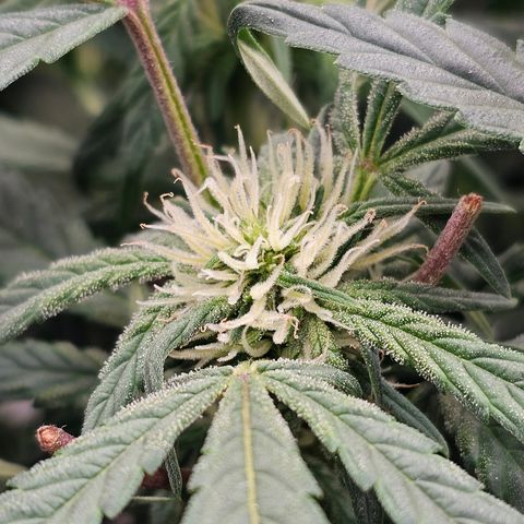 reesgrowlab HulkBerry Automatic Royal queen seeds growlog timeline photo