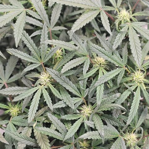 reesgrowlab HulkBerry Automatic Royal queen seeds growlog timeline photo