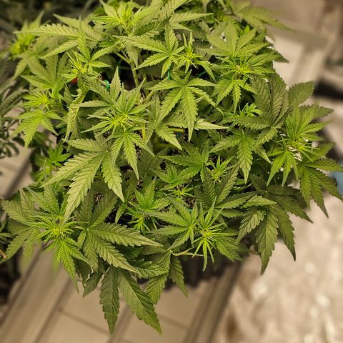 reesgrowlab HulkBerry Automatic Royal queen seeds growlog timeline photo