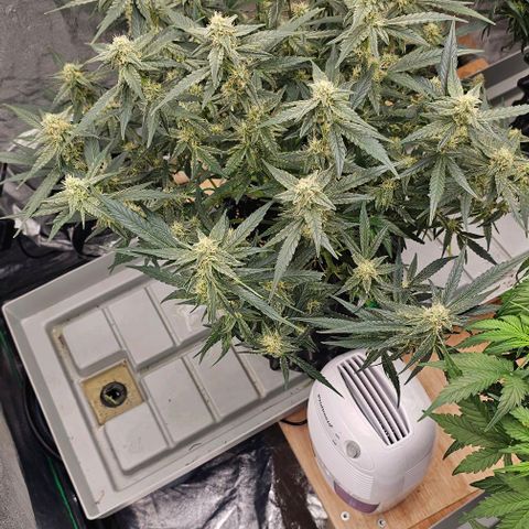 reesgrowlab F1 Orion Royal queen seeds growlog photo: Start to get more bud structure 