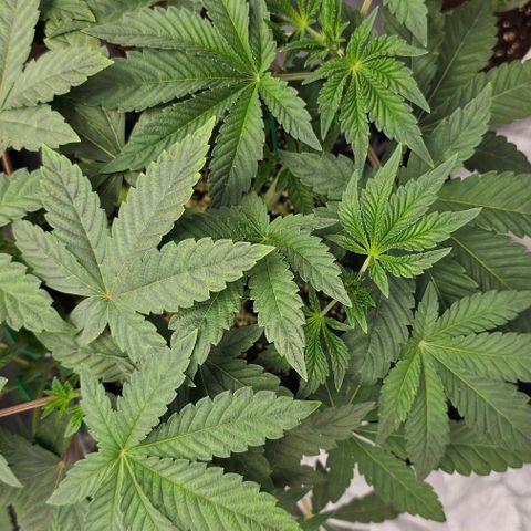 reesgrowlab Tarte Tatin Greenhouse growlog photo: Is getting Bushy quite quickly 
