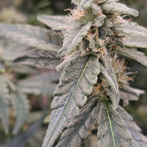 reesgrowlab F1 Orion Royal queen seeds growlog photo: Start to get more bud structure 