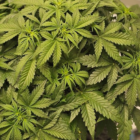 reesgrowlab Royal Bluematic Royal queen seeds growlog timeline photo