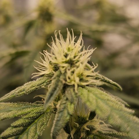 reesgrowlab F1 Orion Royal queen seeds growlog timeline photo