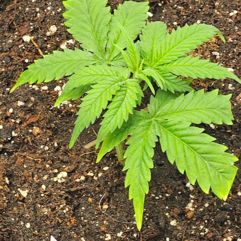 reesgrowlab Clone 1 Girl scout cookies growlog photo: Is getting strong and growth 