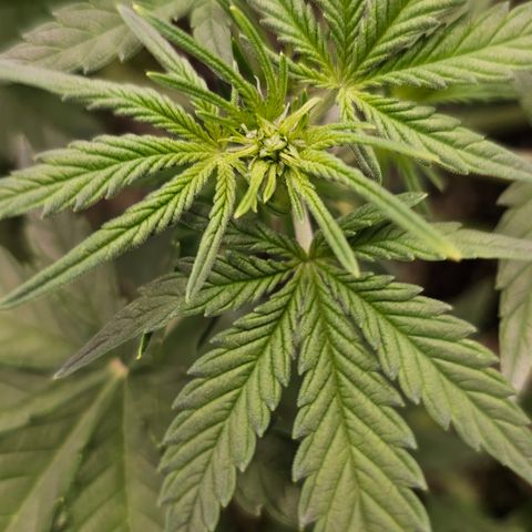 reesgrowlab HulkBerry Automatic Royal queen seeds growlog timeline photo