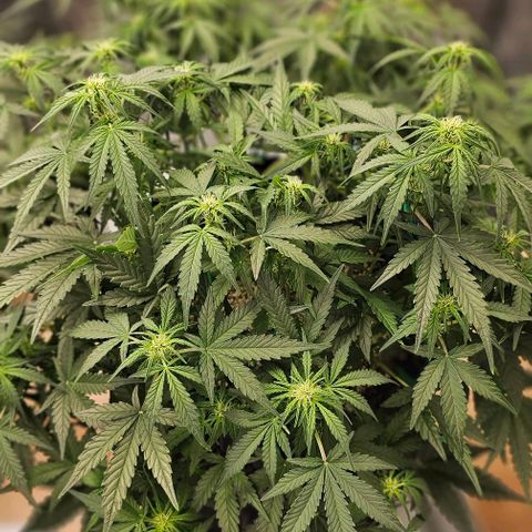 reesgrowlab Royal Bluematic Royal queen seeds growlog timeline photo