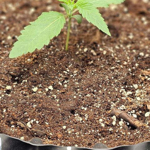 Reesgrowlab Exodus Cheese growlog timeline photo