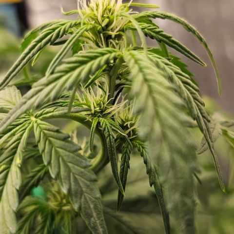reesgrowlab Royal Bluematic Royal queen seeds growlog timeline photo