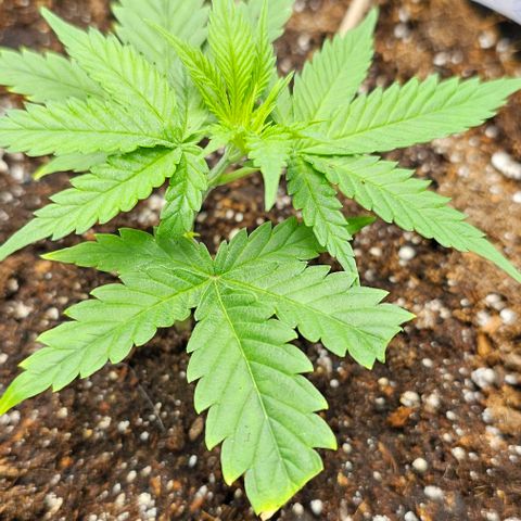 reesgrowlab Clone 1 Girl scout cookies growlog timeline photo