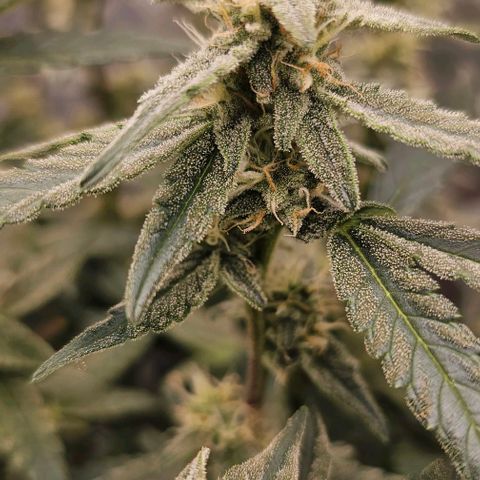 reesgrowlab F1 Orion Royal queen seeds growlog timeline photo