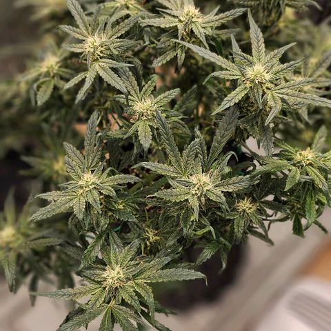 reesgrowlab HulkBerry Automatic Royal queen seeds growlog timeline photo