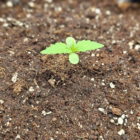 Reesgrowlab Kong's Krush growlog timeline photo