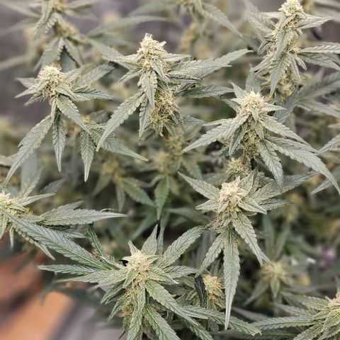 reesgrowlab F1 Orion Royal queen seeds growlog timeline photo