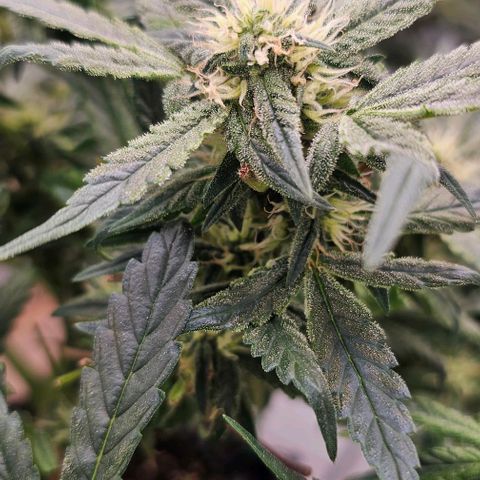 reesgrowlab HulkBerry Automatic Royal queen seeds growlog timeline photo