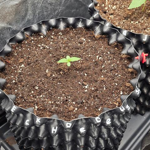 Reesgrowlab Exodus Cheese growlog timeline photo