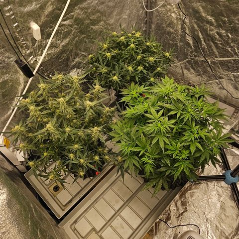 reesgrowlab F1 Orion Royal queen seeds growlog timeline photo