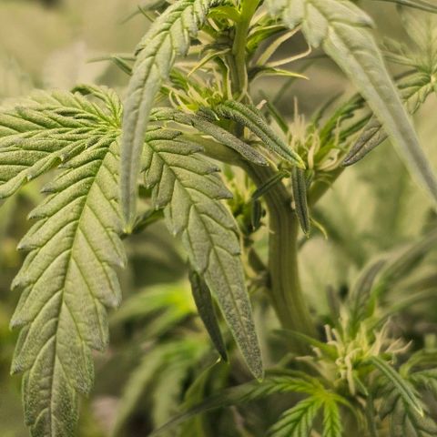 reesgrowlab Royal Bluematic Royal queen seeds growlog photo: Flowers started big time 
