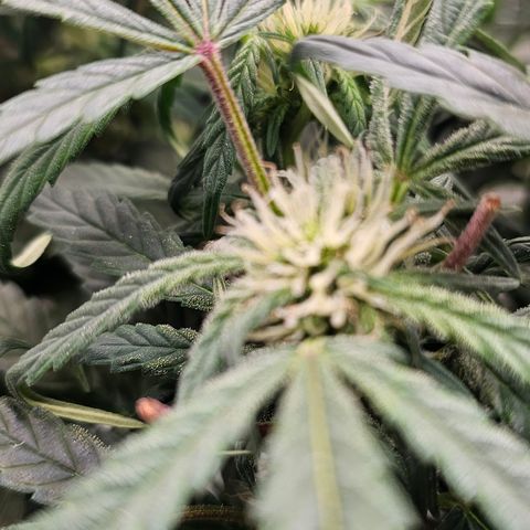reesgrowlab HulkBerry Automatic Royal queen seeds growlog timeline photo