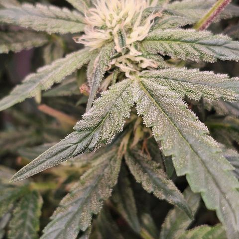 reesgrowlab F1 Orion Royal queen seeds growlog photo: Start to get more bud structure 