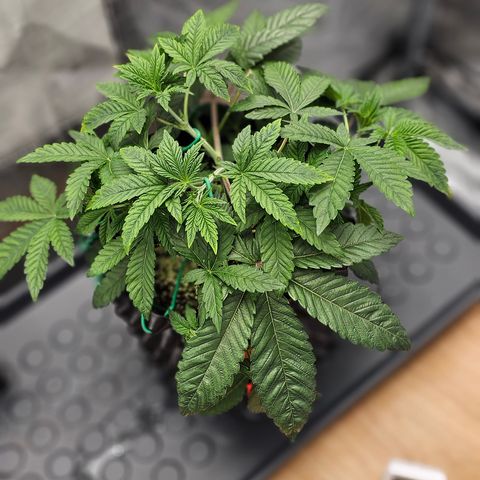 reesgrowlab Tarte Tatin Greenhouse growlog timeline photo
