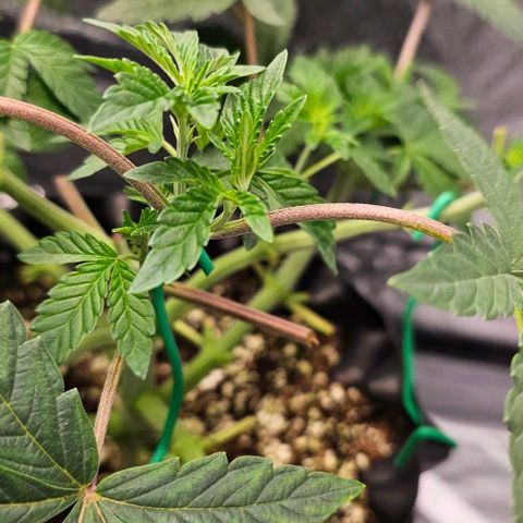 reesgrowlab Tarte Tatin Greenhouse growlog timeline photo
