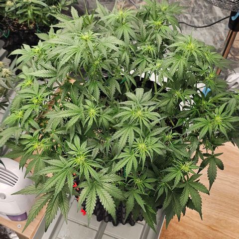 reesgrowlab Royal Bluematic Royal queen seeds growlog photo: Flowers started big time 