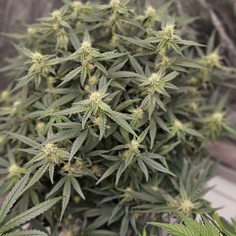 reesgrowlab F1 Orion Royal queen seeds growlog timeline photo
