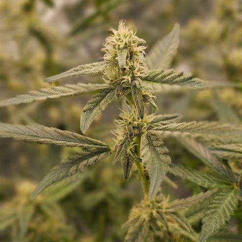 reesgrowlab F1 Orion Royal queen seeds growlog timeline photo