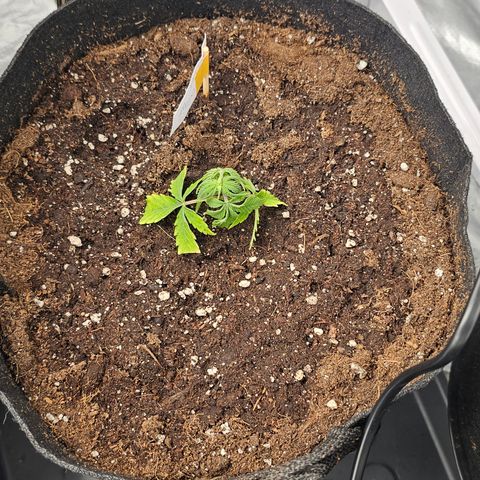reesgrowlab Clone 1 Girl scout cookies growlog timeline photo