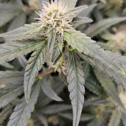 reesgrowlab F1 Orion Royal queen seeds growlog timeline photo