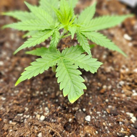 reesgrowlab Clone 1 Girl scout cookies growlog timeline photo