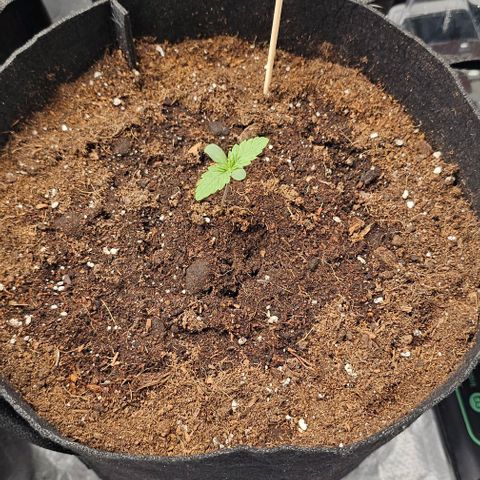 Reesgrowlab Candy kush #1 growlog timeline photo