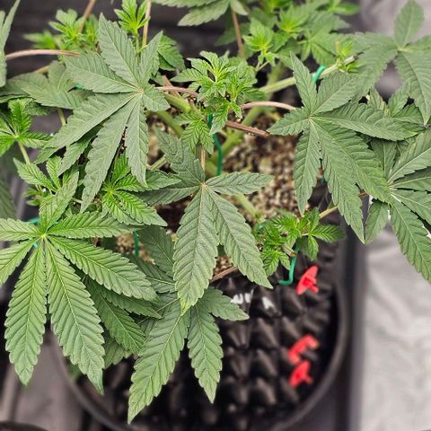 reesgrowlab Tarte Tatin Greenhouse growlog timeline photo